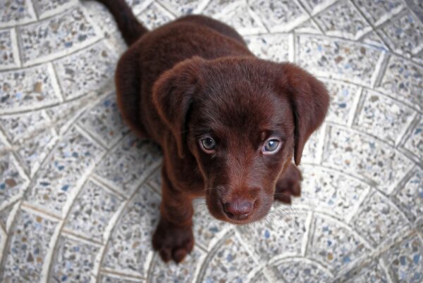 AI can prevent puppy shame