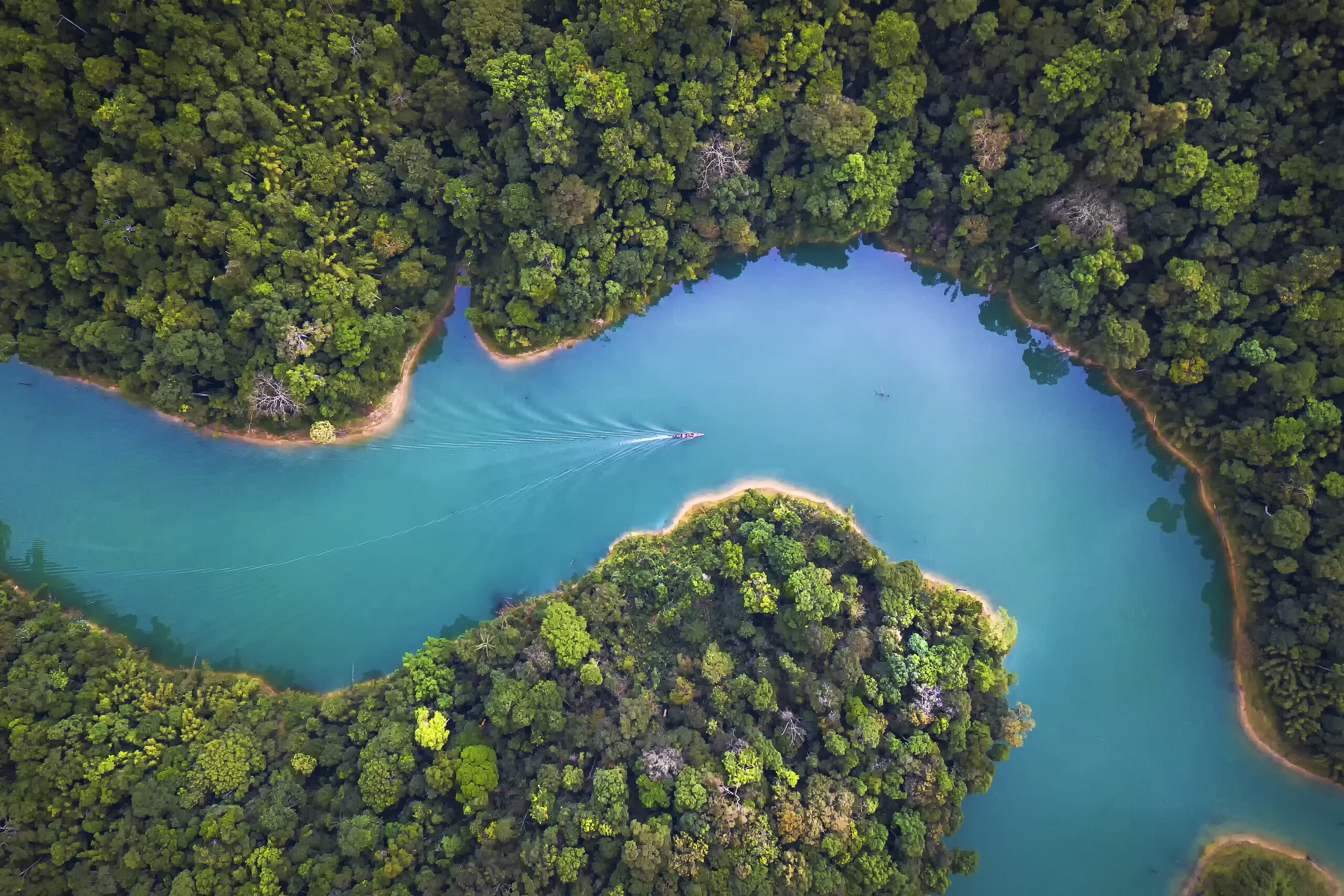 A lush green forest with a blue river running through it.