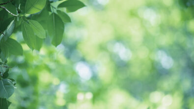 Amazing nature view of green leaf on blurred greenery background in garden and sunlight with copy space using as background natural green plants landscape, ecology, fresh wallpaper concept.