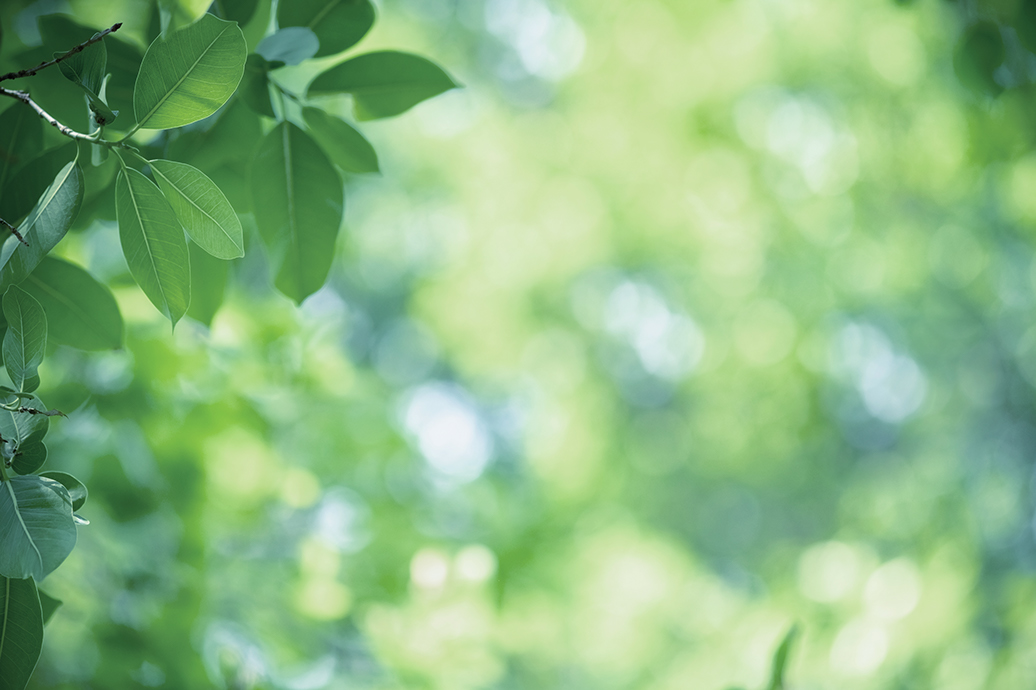 Amazing nature view of green leaf on blurred greenery background in garden and sunlight with copy space using as background natural green plants landscape, ecology, fresh wallpaper concept.